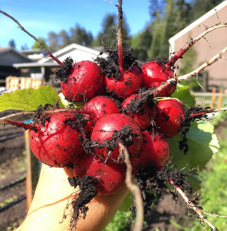 Radishes